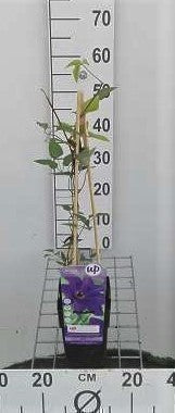 Clematis hybr. 'The President'