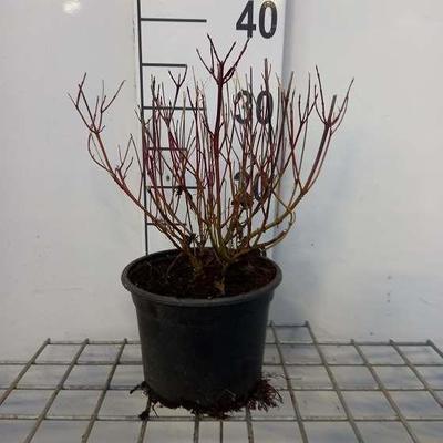 Cornus ser. 'Kelsey's Dwarf' (='kelseyi')
