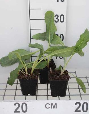 Cynara cardunculus (kardoen)