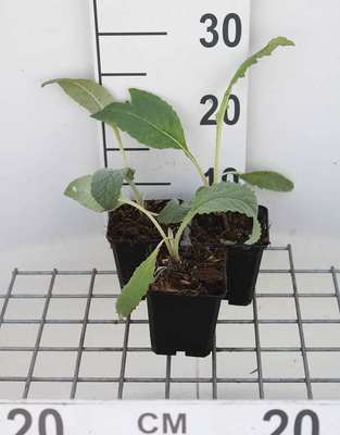 Cynara scolymus (artisjok)