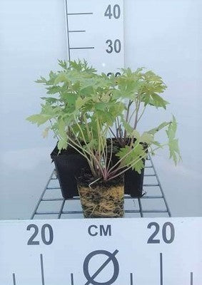 Delphinium (p) 'Astolat'