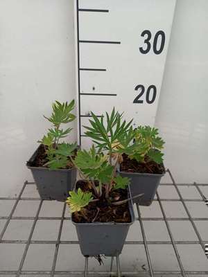 Delphinium (b) 'Atlantis'