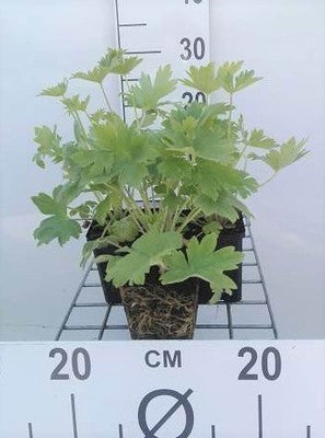 Delphinium (p) 'Blue Bird'