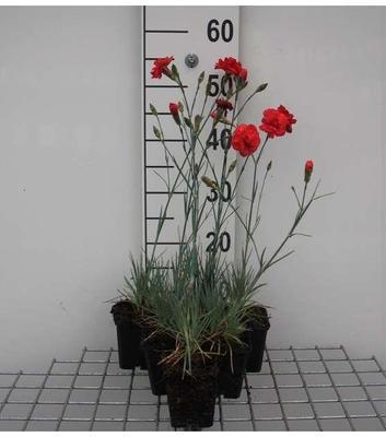 Dianthus (p) 'David'