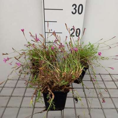 Dianthus delt. 'Rosea'
