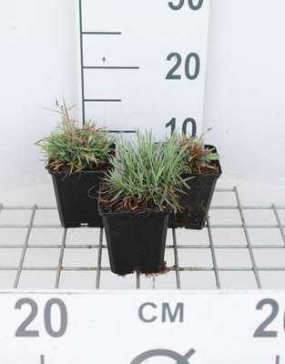 Dianthus gratianopolitanus (=caesius)