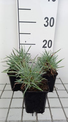 Dianthus grat. 'Rotkäppchen'