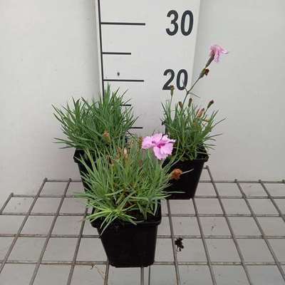 Dianthus (p) 'Rachel'