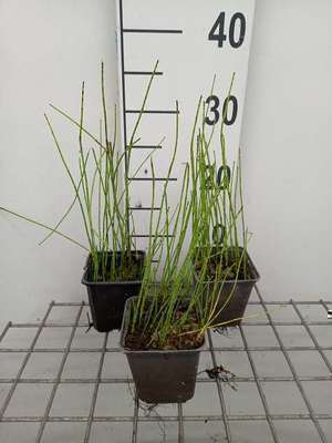 Equisetum fluviatile