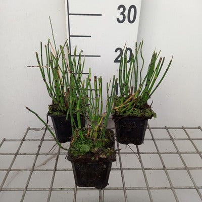 Equisetum hyemale