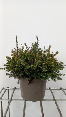 Erica darleyensis rood/rouge