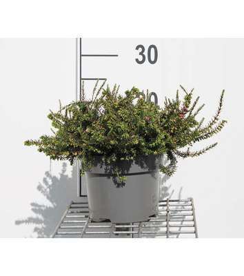 Erica darleyensis roze/rose