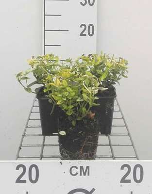 Euonymus fort. 'Em. 'n Gold'