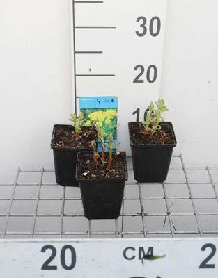 Euphorbia palustris