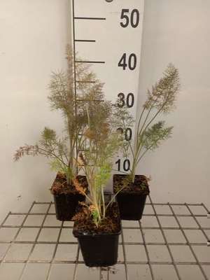 Foeniculum vulgare 'Purpureum'