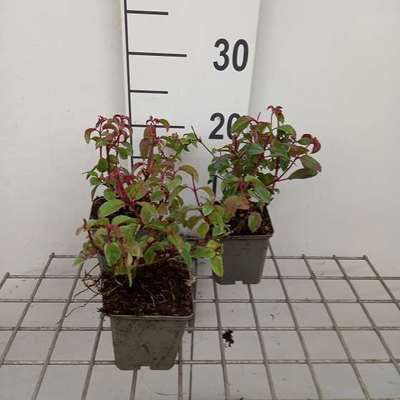 Fuchsia hybr. 'Mrs Popple'