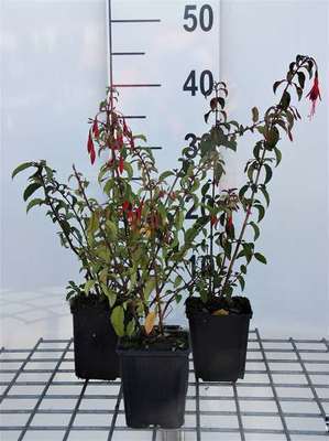 Fuchsia hybr. 'Riccartonii'