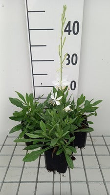 Gaura lindh. 'Cool Breeze' (= oenothera lindh.)