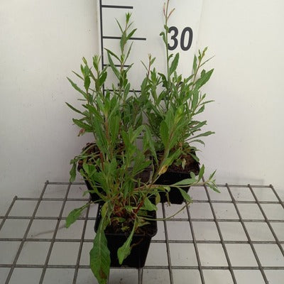 Gaura lindh. 'Sparkle White'(= oenothera lindh.)
