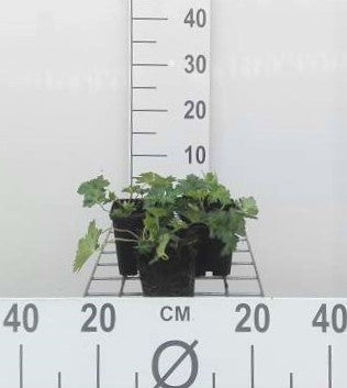 Geranium hybr. 'Azure Rush'®