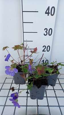 Geranium hybr. 'Bloom Me Away' (='libluma')