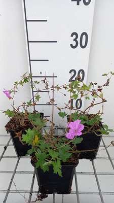 Geranium hybr. 'Blushing Turtle'®