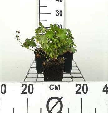 Geranium cant. 'Biokovo'