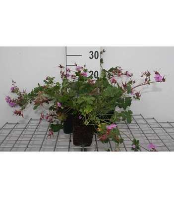 Geranium cant. 'Cambridge'