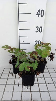 Geranium hybr. 'Chantilly'