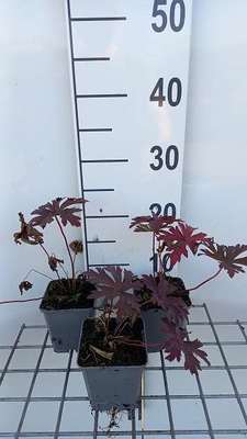 Geranium hybr. 'Dark Eyes'