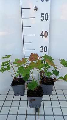 Geranium hybr. 'Dragon Heart'®