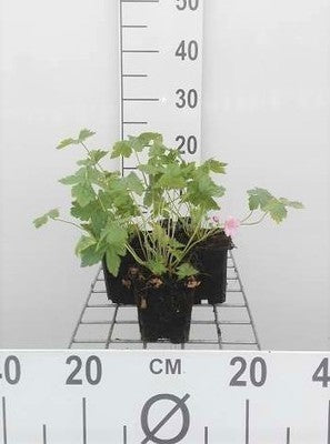 Geranium endr. 'Wargrave Pink'