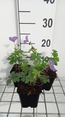 Geranium himal. 'Baby Blue'