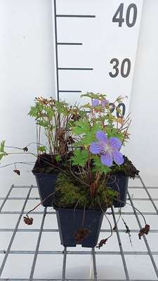Geranium himal. 'Gravetye'