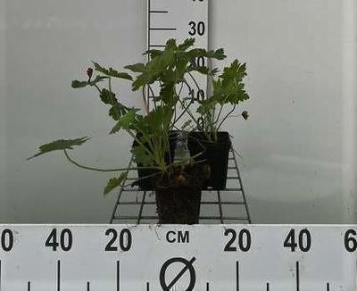 Geranium macrorrhizum