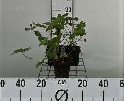 Geranium macrorrhizum