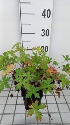 Geranium oxon. 'Rose Clair'