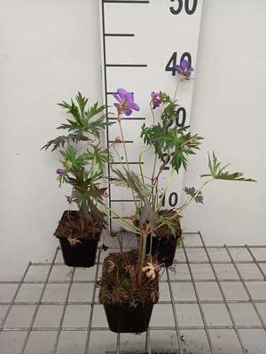 Geranium prat. 'Femme Fatale'