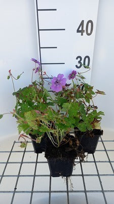 Geranium hybr. 'Pink Penny'®