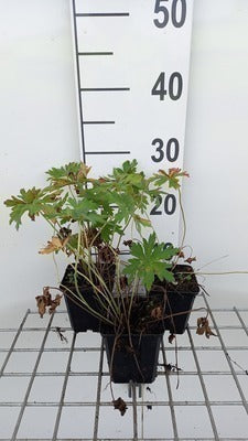 Geranium prat. 'Splish Splash'