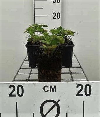 Geranium renardii