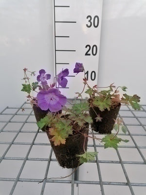 Geranium hybr. 'Rozanne'®