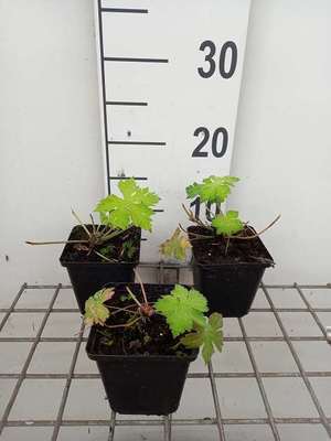 Geranium hybr. 'Sandrine'®