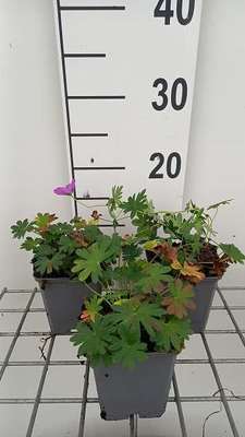Geranium sang. 'Compactum'