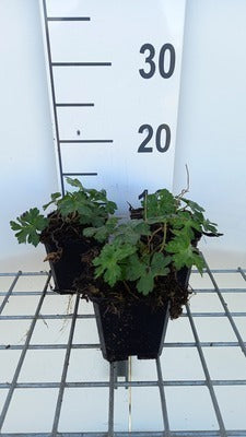 Geranium hybr. 'Sweet Heidy'