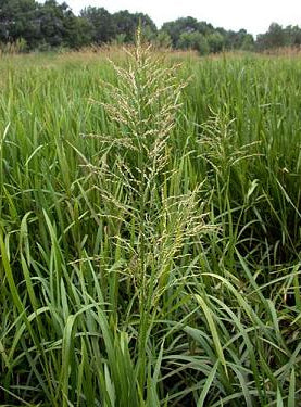 Glyceria maxima