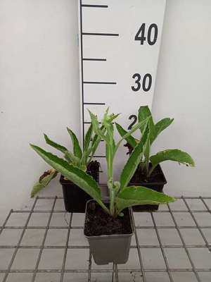Glyceria max. 'Variegata'