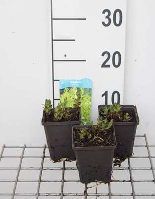 Gratiola officinalis