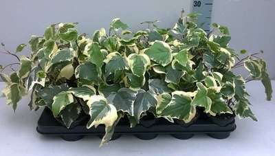 Hedera alg. 'Gloire de Marengo'