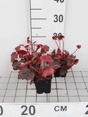Heuchera hybr. 'Autumn Leaves'®